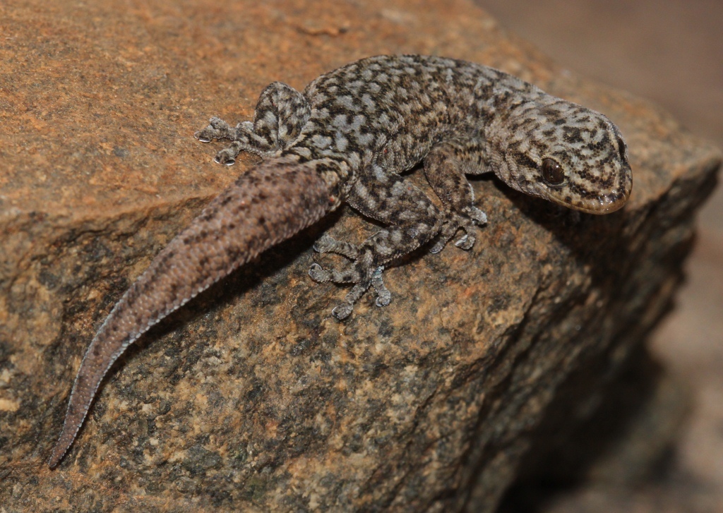 Braack's Dwarf Leaf-Toed Gecko