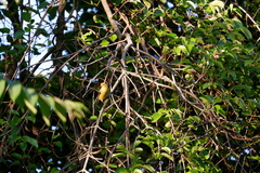 Spinus tristis tristis