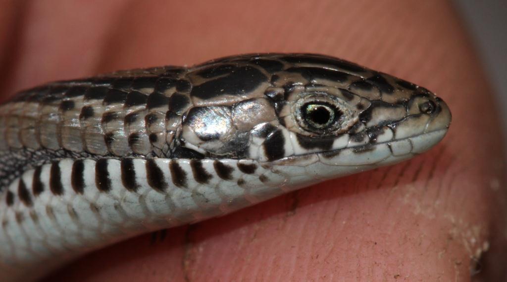 Cape Long-Tailed Seps