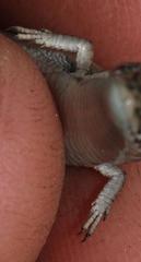Cape Long-Tailed Seps photo 2