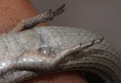 Cape Long-Tailed Seps photo 3