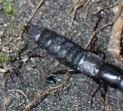 Ocypus nitens