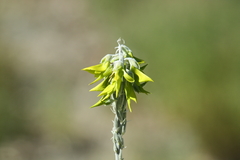 Crotalaria cunninghamii