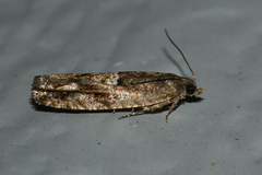 Chimoptesis gerulae