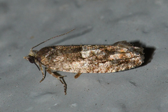 Chimoptesis gerulae