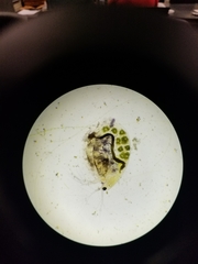 Daphniidae