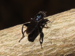 Chalcosyrphus chalybeus