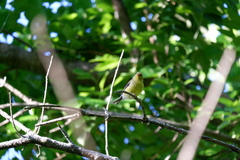 Spinus tristis tristis