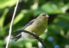 Spinus tristis tristis