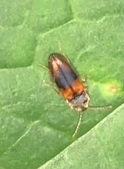 Horistonotus curiatus