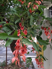 Erythrina crista-galli