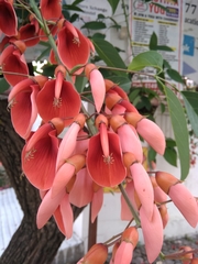 Erythrina crista-galli
