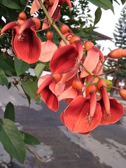 Erythrina crista-galli