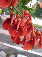 Erythrina crista-galli
