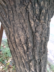 Erythrina crista-galli