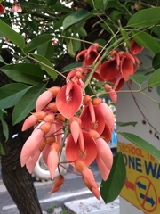 Erythrina crista-galli