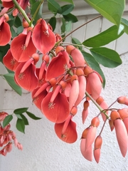 Erythrina crista-galli