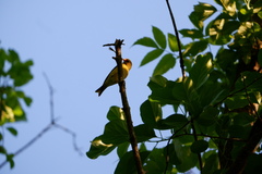 Spinus tristis tristis