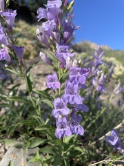 Penstemon platyphyllus