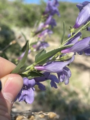 Penstemon platyphyllus