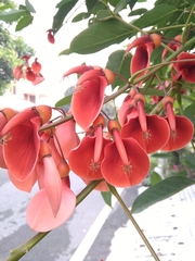 Erythrina crista-galli