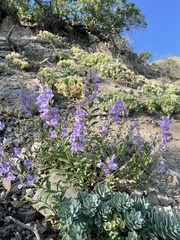 Penstemon platyphyllus