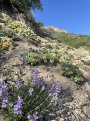Penstemon platyphyllus