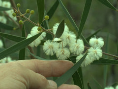 Acacia baeuerlenii
