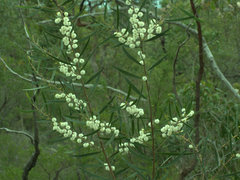 Acacia baeuerlenii