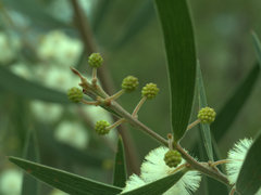 Acacia baeuerlenii