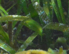 Halichoeres chloropterus