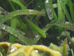 Halichoeres chloropterus