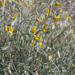 Crotalaria eremaea