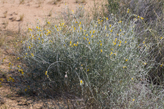 Crotalaria eremaea