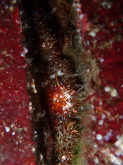Acantholithodes hispidus