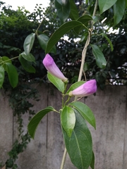 Mansoa alliacea