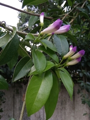Mansoa alliacea