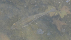Fundulus heteroclitus