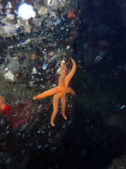 Henricia leviuscula