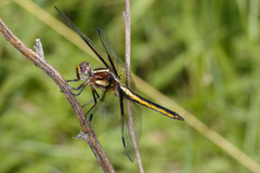 Libellula luctuosa