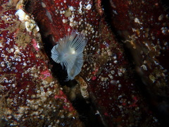 Protula pacifica