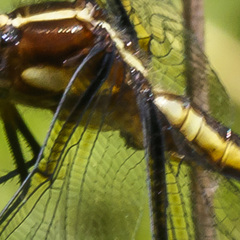 Libellula luctuosa