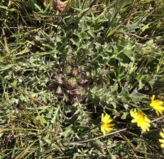 Cirsium quercetorum
