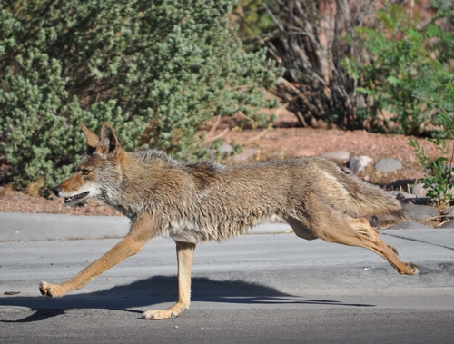 Coyote photographed in Arizona