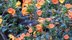 Lampornis