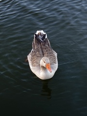 Anser anser domesticus