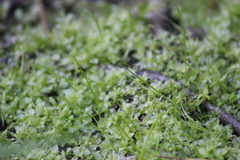 Plagiomnium ellipticum