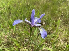 Iris prismatica