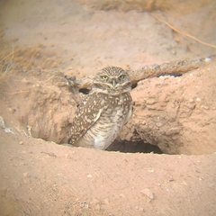 Athene cunicularia
