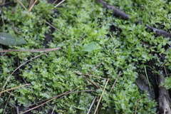 Plagiomnium ellipticum